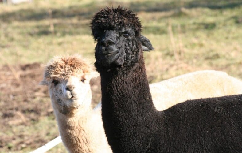 Belgisch koppel runt een alpaca’s farm op Ibiza