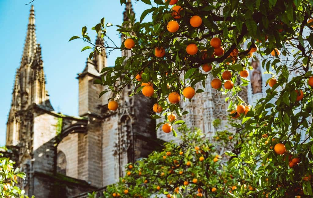 Sinaasappels leveren elektriciteit in Sevilla