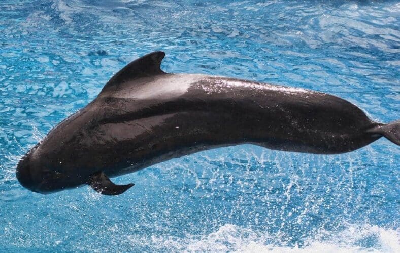 Een honderdtal grienden-dolfijnen voor de kust van de Costa Brava (video)