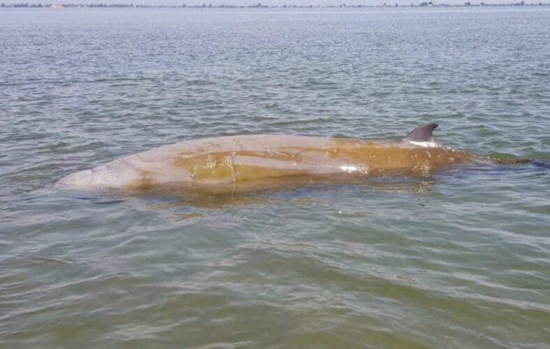 Politie en omstanders redden walvis in de Ebro Delta in Tarragona