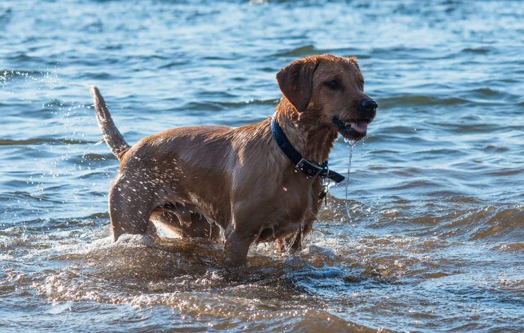 Torrevieja verplaatst hondenstranden om conflicten te voorkomen