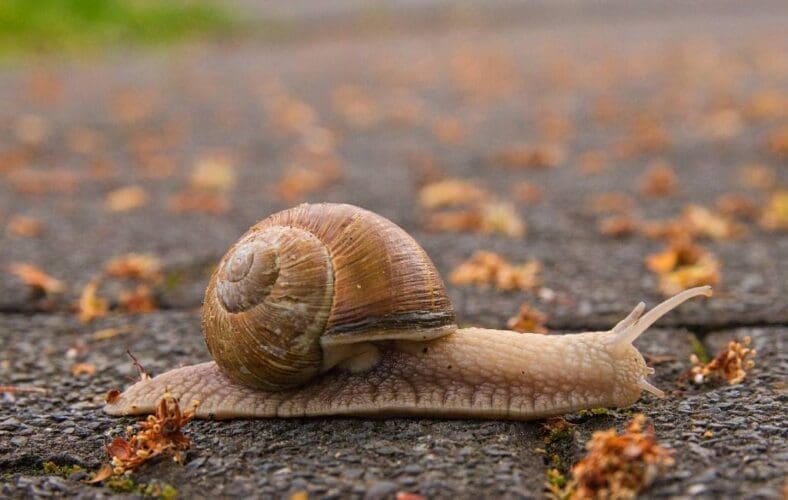 SpanjeVerhaal: Overstekende caracoles!