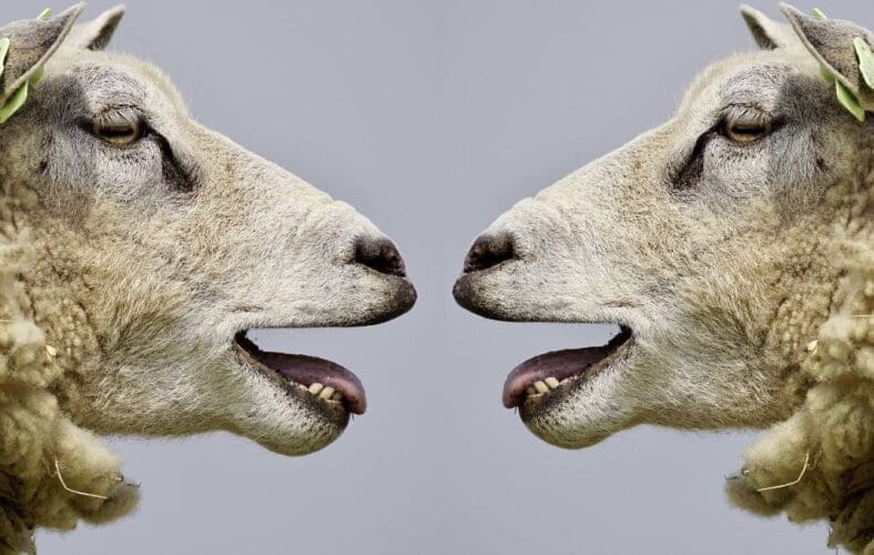 SpanjeVerhaal: Kuddegedrag!