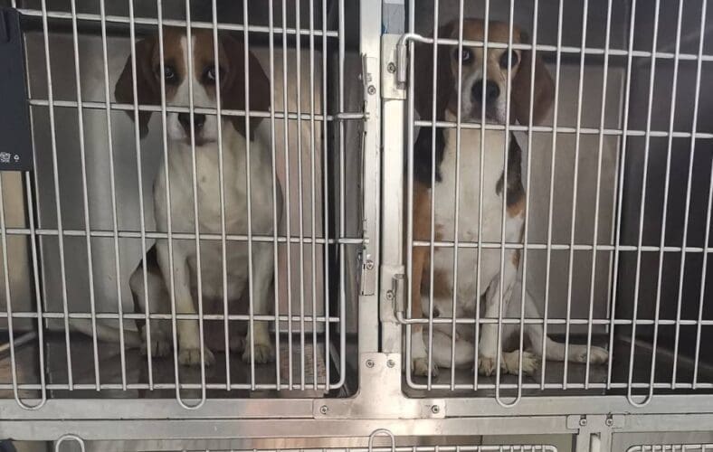 Animal Rescue España / Facebook