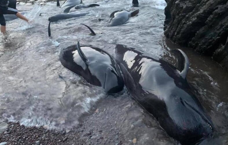 Twintigtal grienden vast op strand in Asturië