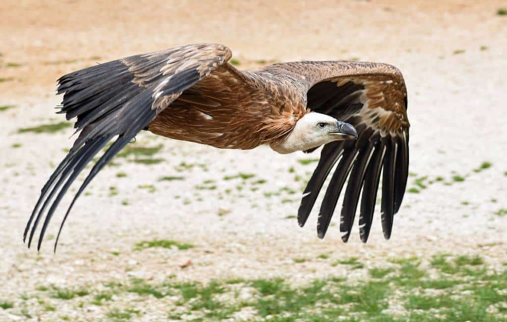 Spaanse avonturen in Fortuna/Murcia van Egbert en Barbara (23)