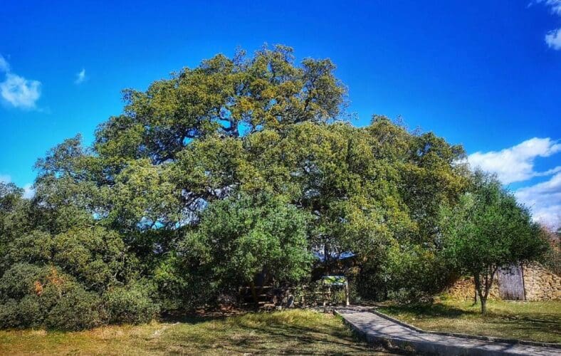 Carrasca milenaria de Lecina / Arboleuropeo.es