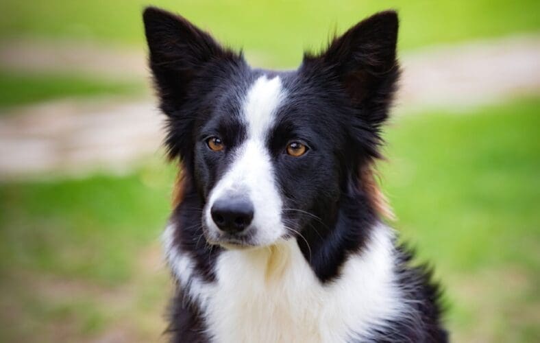 Bordercollie / Freepik