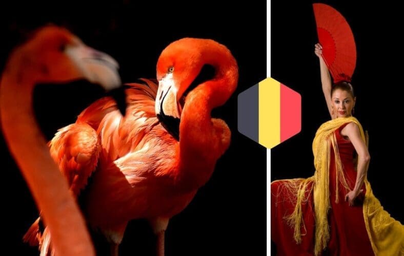 De verschillende betekenissen van het Spaans woord ‘Flamenco’