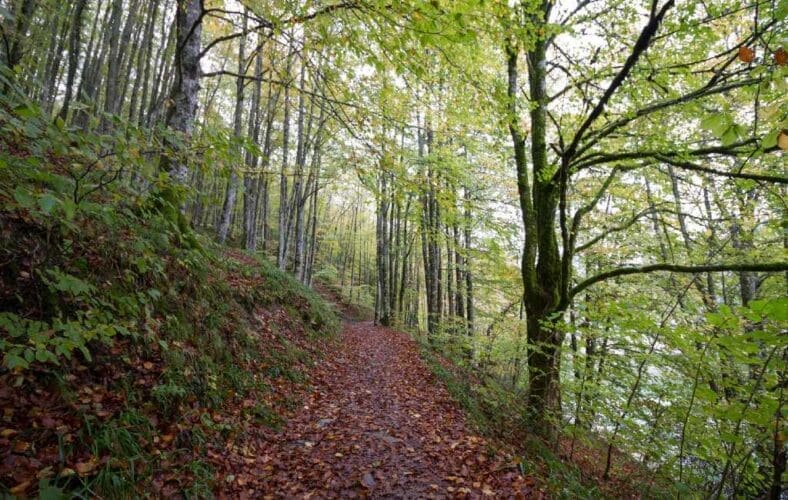 La Selva de Irati / Pixabay