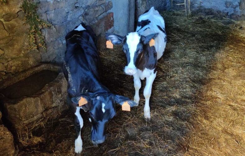 Emigratieverhaal Spanje: Een nieuw avontuur in Galicië (4)