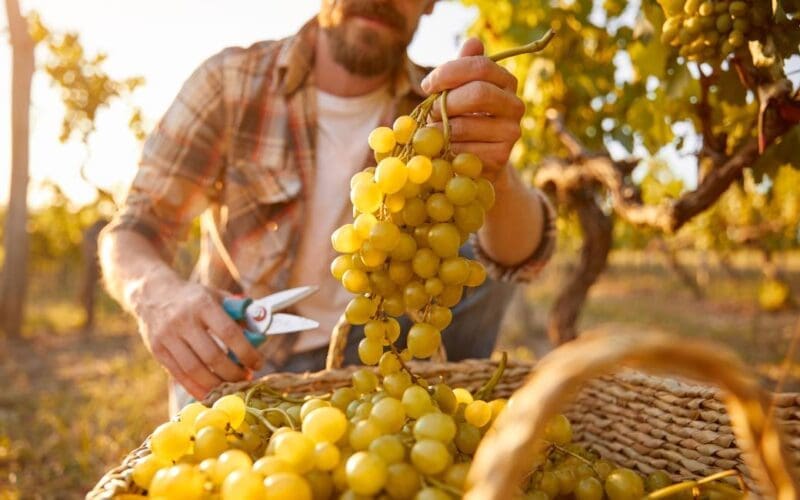 14.500 Spaanse druivenplukkers naar Frankrijk vertrokken (2021)