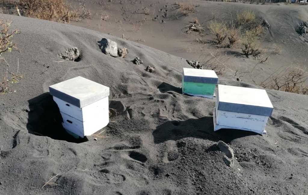 ADS Apicultores de La Palma