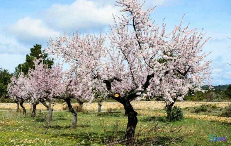 Amandelbloesem volop te zien in Spanje