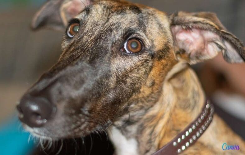 Protest in Madrid want februari is de maand van onheil voor Spaanse hazewindhond