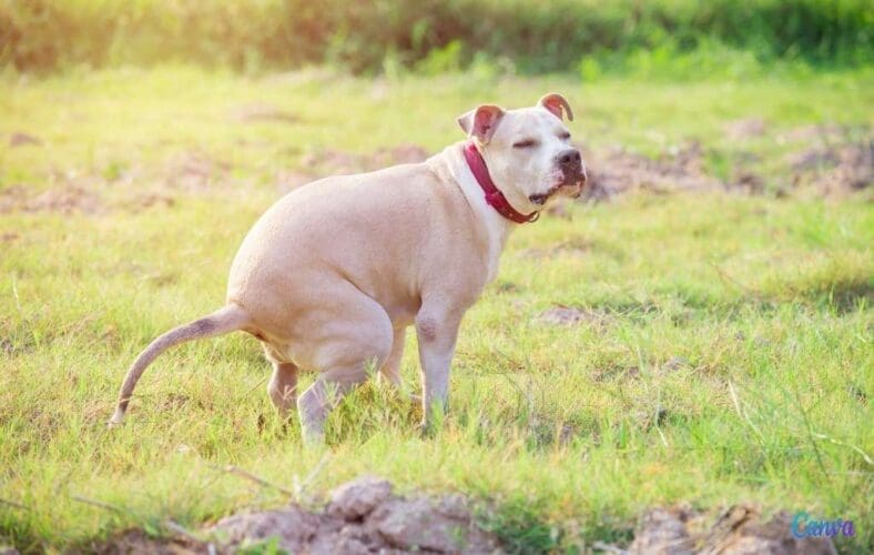 Hondenpoep en -plas in de natuur is niet goed voor de biodiversiteit in Spanje