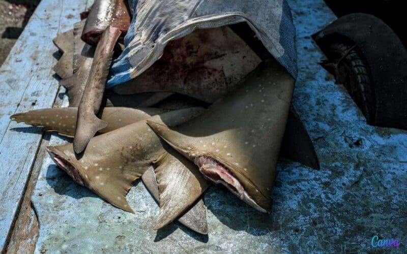 Spanje is Europa’s grootste exporteur van haaienvinnen