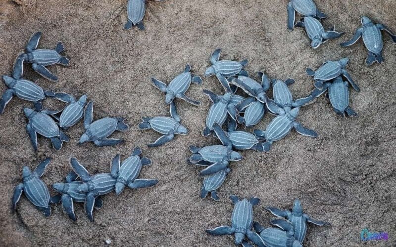 Tarragona begint haar maritieme campagne ter bescherming van het kwetsbare ecosysteem