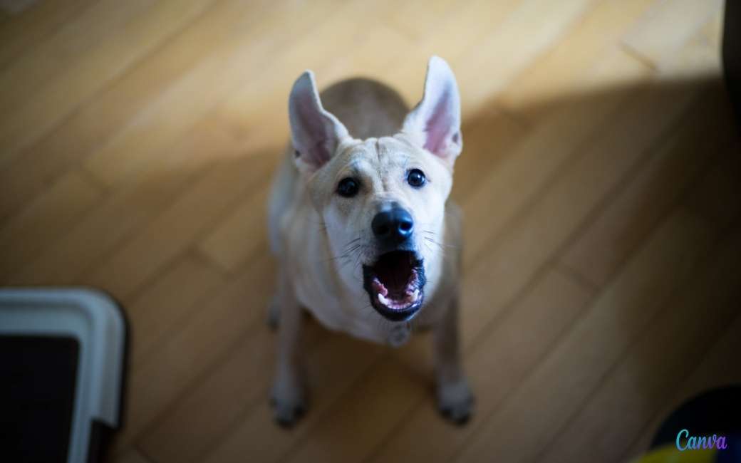 Veel voorkomend probleem in Spanje: blaffende honden bij de buren en wat kun je daar tegen doen