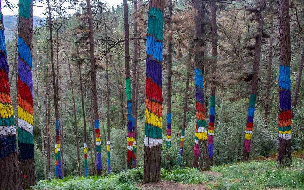 Het voorheen zieke artistieke ‘Bosque de Oma’ bos in Baskenland heropend