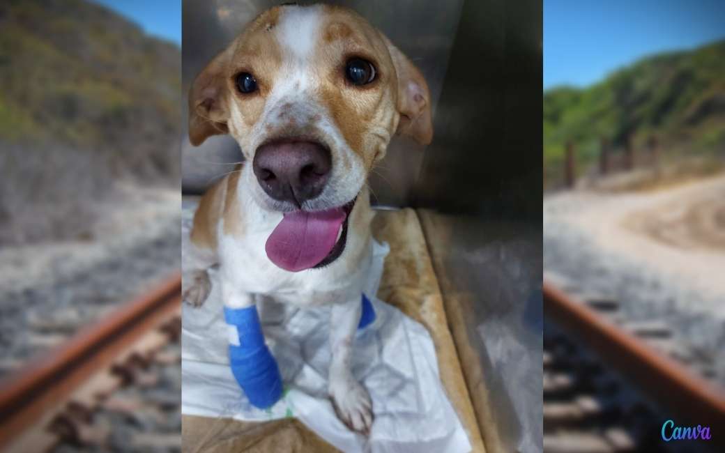Het verhaal van de wonderlijke hond die onder een trein kwam maar dat overleefde in Zaragoza