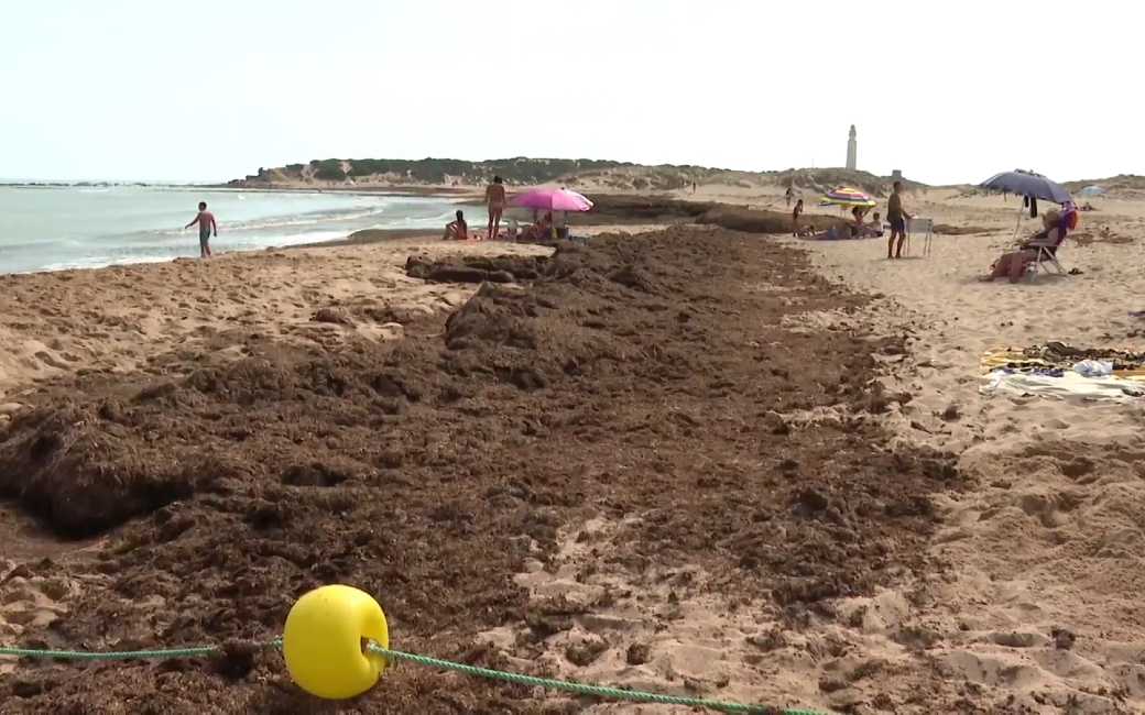 Stranden in Andalusië worden opnieuw overspoeld door Aziatische algen