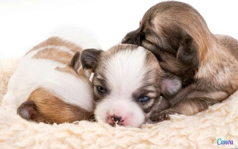 Nieuw wetsvoorstel kent boetes van 500 tot 10.000 euro uit als je hond zwanger is in Spanje