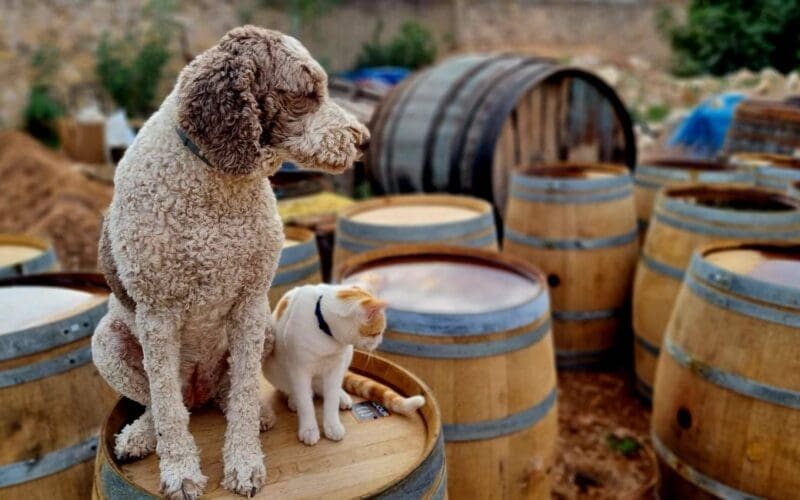 Emigratieverhaal Alicante: twee Leeuwtjes in Spanje (31)