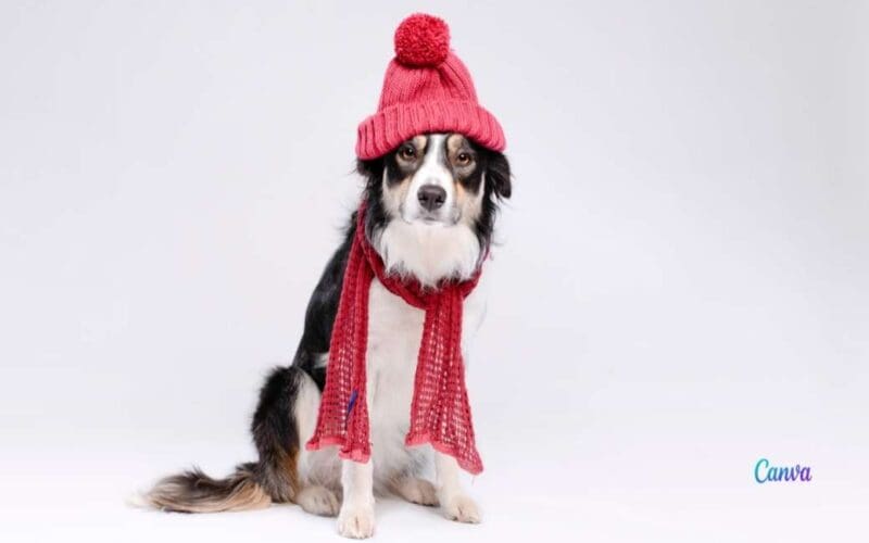 Ook in Spanje wacht de winter dus help je hond de kou te weerstaan