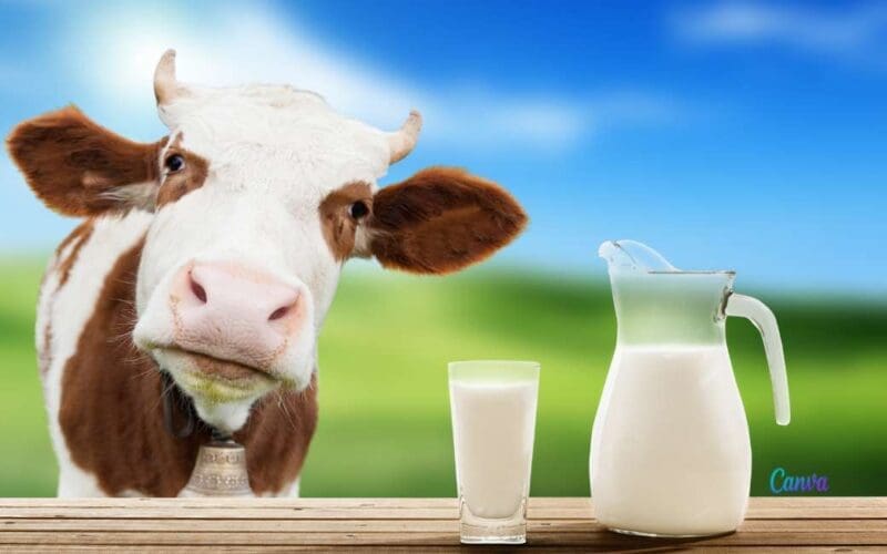 Spanje is tweede EU-land waar de meeste consumptiemelk wordt geproduceerd