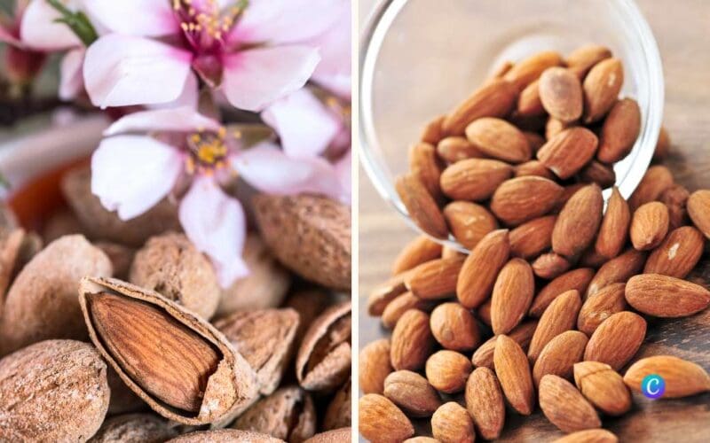 Spanje staat als grootste producent ook stil bij de Wereldamandeldag