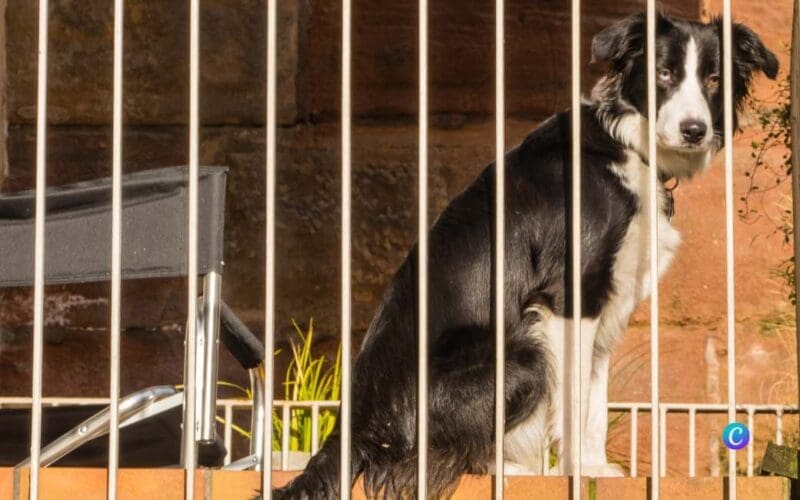 Dierenwelzijnswet en het alleen laten van een blaffende hond in Spanje