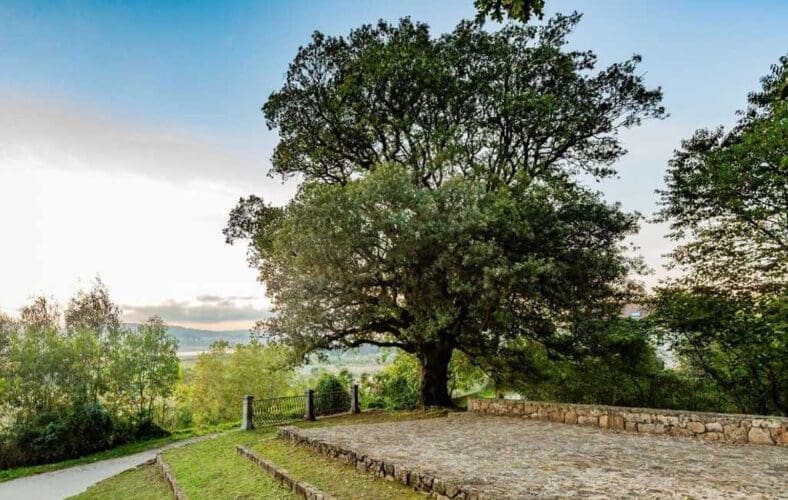 Spaanse boom in Cantabrië als zesde geëindigd bij de Europese bomen verkiezing