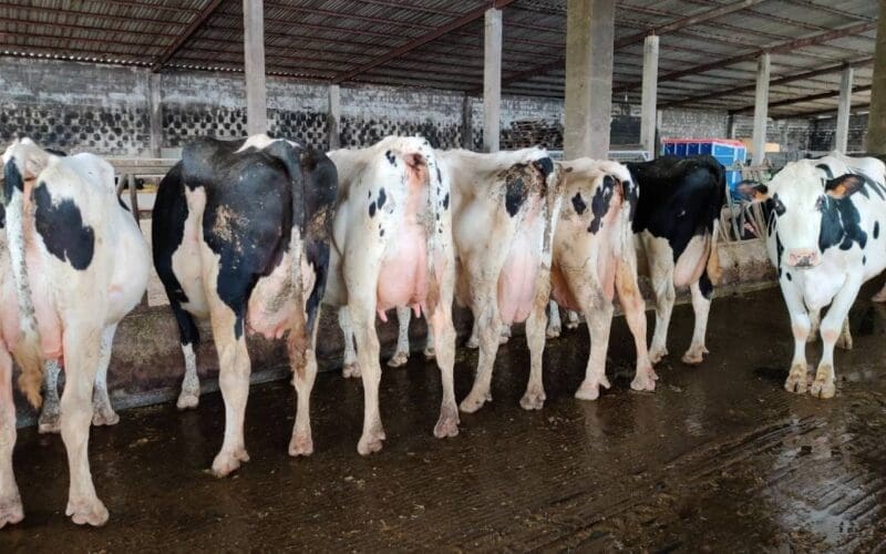 Emigratieverhaal Spanje: Een nieuw avontuur in Galicië (97)