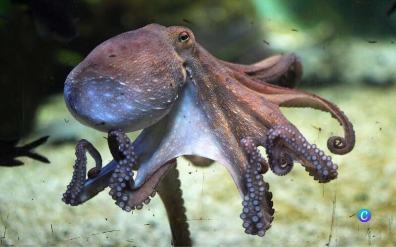 Plannen om jaarlijks één miljoen octopussen te doden in industriële kwekerij
