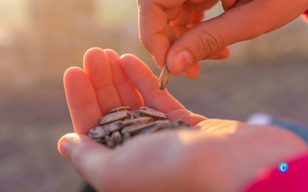 De Spaanse gewoonte van ‘pipas’ of zonnebloempitten eten op straat en de keerzijde daarvan