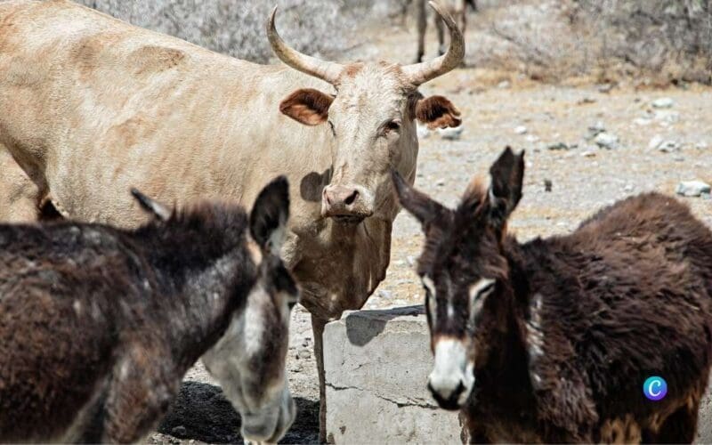 Ezels worden ingeschakeld om koeien te beschermen tegen wolven