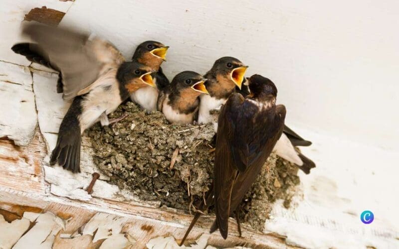 photoncatcher via canva.com