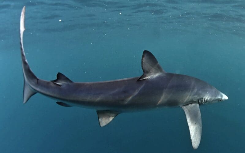Haai van tweeënhalve meter zwemt tot aan een strand aan de Costa Dorada