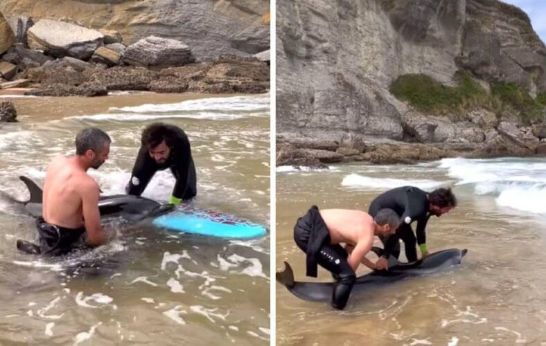 Surfers laten op video zien hoe ze een gestrande dolfijn in Cantabrië redden