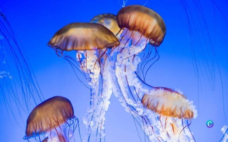 Kwallen en andere dieren die kunnen steken of bijten in de Spaanse Middellandse Zee