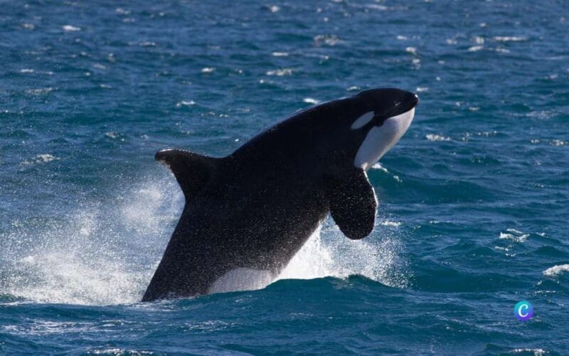 Boot gezonken na aanval door orka’s voor de kust van Cádiz