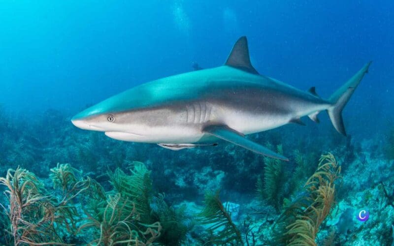 Deze haaien komen voor bij de Spaanse kust