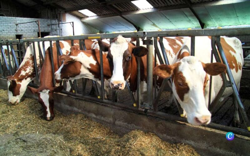 Emigratieverhaal Spanje: Een nieuw avontuur in Galicië (107)