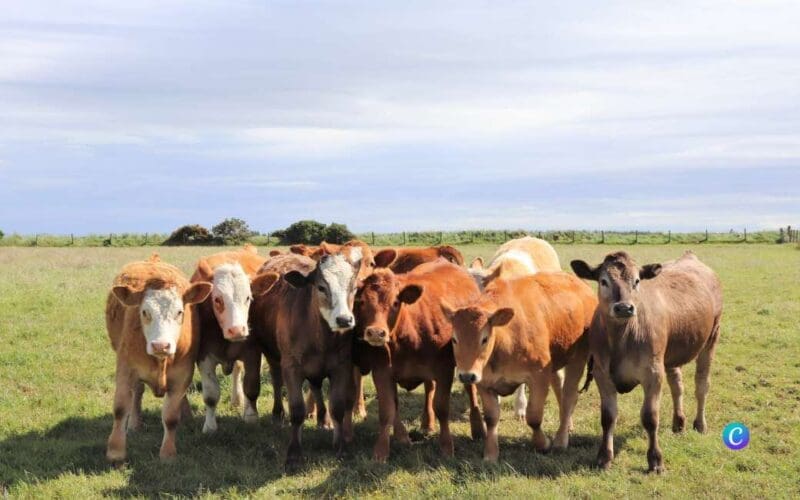 De helft van Spanje lijdt onder rundertuberculose, de andere helft niet