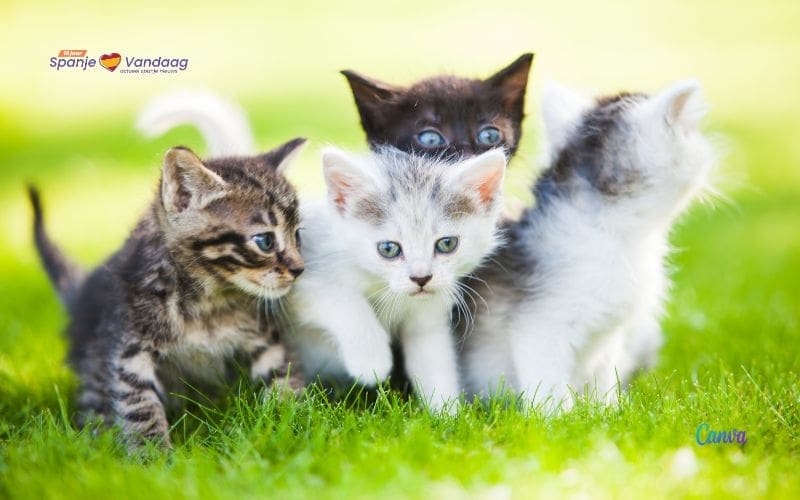 De nieuwe dierenwelzijnswet en veranderingen voor katten in Spanje