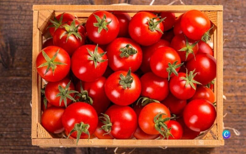 Hoe kunnen tomaten uit Spanje de concurrentie met Marokko en Nederland aangaan?