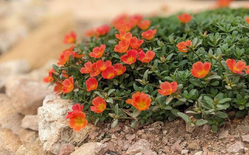 Emigratieverhaal Alicante: twee Leeuwtjes in Spanje (74)