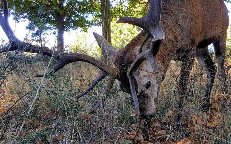Duizenden mensen ondertekenen petitie om het hert ‘Carlitos’ te redden in Castilië en León