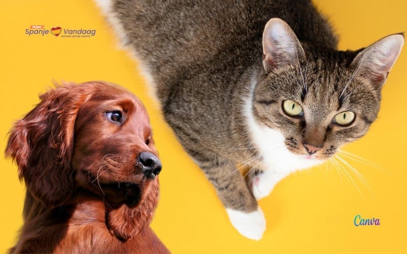 Voorlopig geen verplichte verzekering en cursus voor hondeneigenaren in Spanje